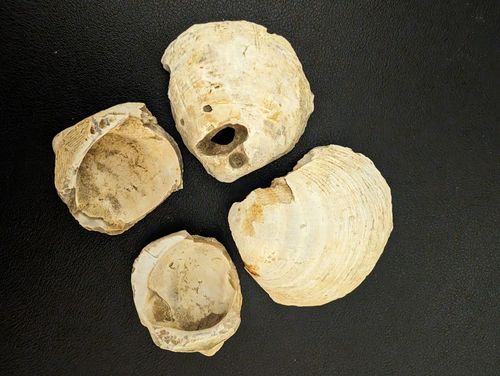 Fossile Samtmuscheln aus dem subtropischen Meer vor ca. 25 Mio Jahren bei Vendersheim