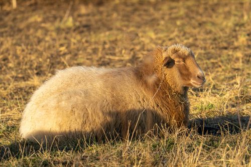 Fuchsschafe zur Pflege der Magerwiesen auf dem Bleichkopf bei Jugenheim