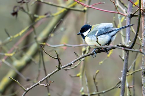 Kohlmeise im Laubenheimer-Bodenheimer Ried