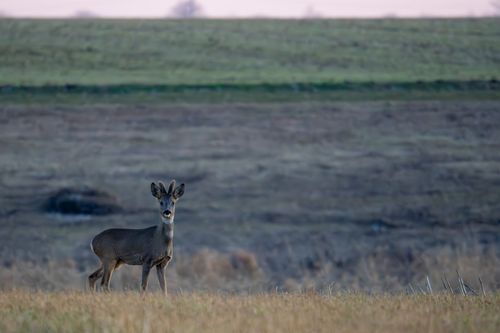 Rehbock in den Feldern von Partenheim im Abendlicht