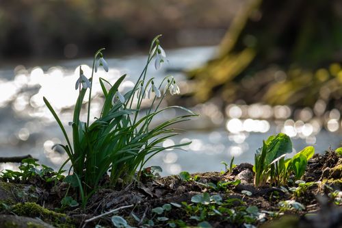 Schneeglöckchen am Wiesbach bei Oberwiesen