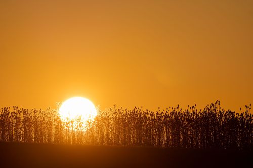 Sonnenuntergang bei Partenheim