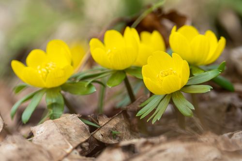 Winterlinge bei Eppelsheim
