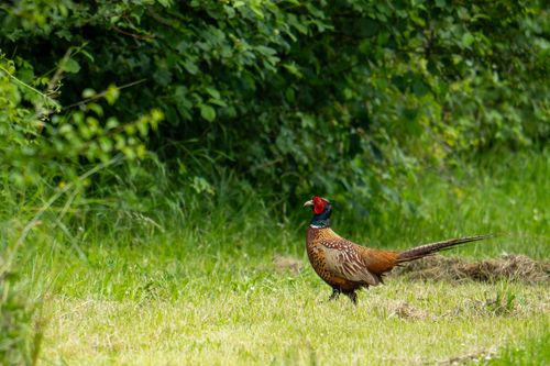 2024-05-30_13-48-22_02