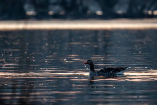 Graugans im Abendlicht auf dem Altrhein bei Ingelheim
