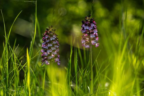 Großes Knabenkraut bei Siefersheim