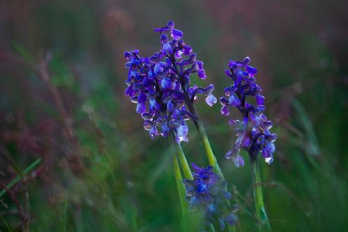 Kleines Knabenkraut im Landschaftsschutzgebiet Höll-Martinsberg bei Siefersheim