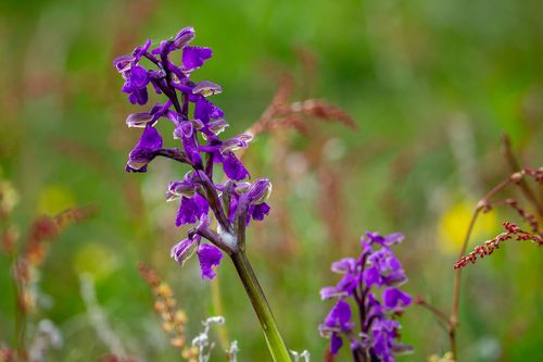 Kleines Knabenkraut im Landschaftsschutzgebiet Höll-Martinsberg bei Siefersheim