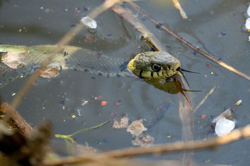 Ringelnatter in den Fischteichen am Appelbach bei Neu Bamberg