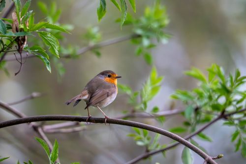 Rotkehlchen bei Mainz-Drais