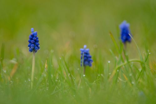 Traubenhyazinthen im Landschaftsschutzgebiet Höll-Martinsberg bei Siefersheim
