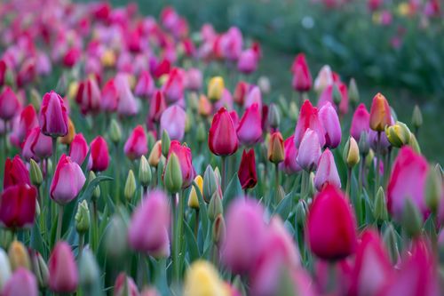 Tulpenfeld zum Selbstpflücken bei Mainz-Drais