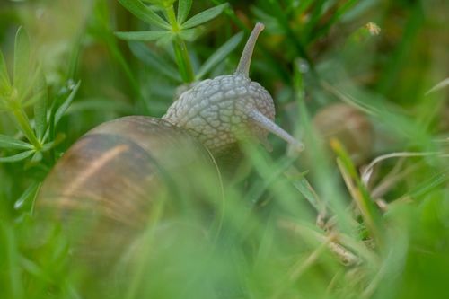Weinbergschnecke in den Weinbergen bei Dolgesheim