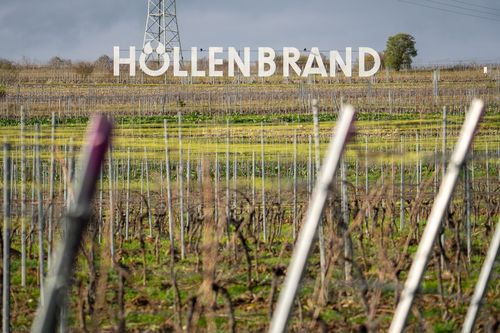 Blick in die Weinlage Höllenbrand bei Gundersheim