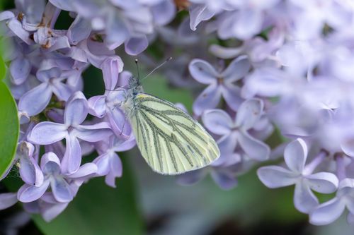 Weißling im blühenden Flieder bei Siefersheim
