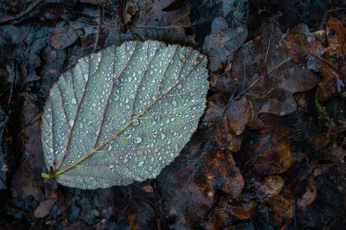 Haselblatt im verregneten Lonsheimer Wald