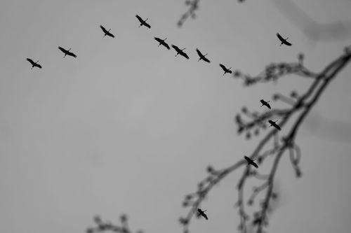 Kraniche auf dem Durchzug über Laubenheim