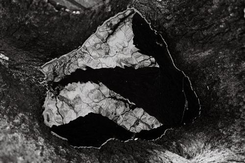 Regenwasser in einem Baumstumpf im Lonsheimer Wald