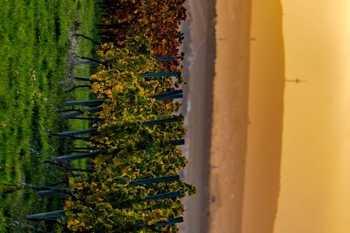 Abenddämmerung oberhalb von Wolfsheim mit Blick in Richtung Bad Kreuznach