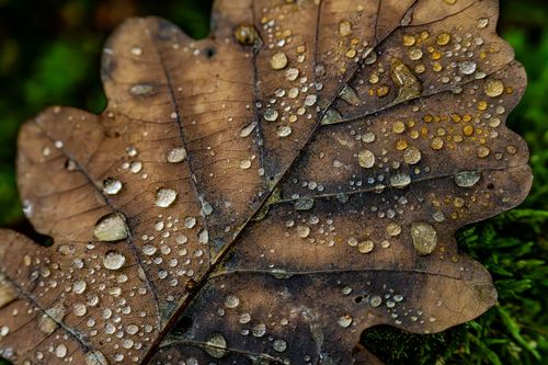 Eichenblatt im Wald bei Oberwiesen nach einem Regenschauer