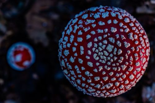 Fliegenpilze im Wald bei Oberwiesen