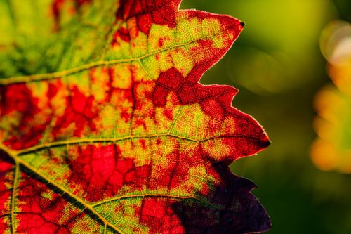 Herbstlich verfärbtes Weinblatt bei Wolfsheim
