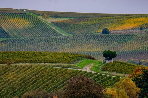Blick auf das Himmelbergshäuschen in den Partenheimer Weinbergen