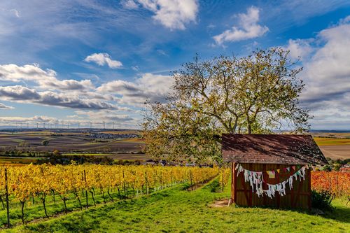 Hütte in der Weinlage Hahnheimer Moosberg
