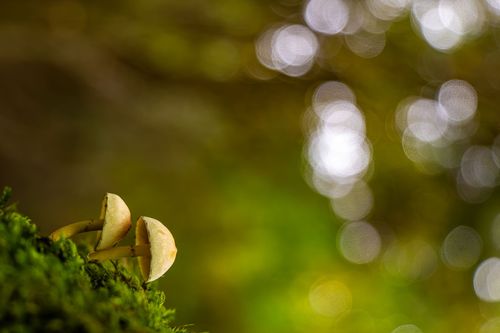 Pilze auf einem Baumstumpf im Wald bei Oberwiesen