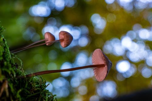 Lamellenpilz im Laubwald bei Oberwiesen