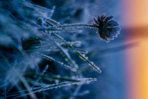 Raureif am Morgen in der Weinlage Jugenheimer Hasensprung