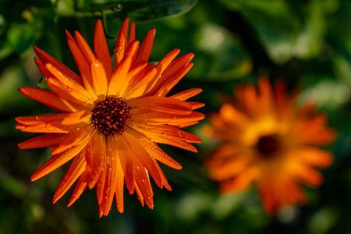Blühende Ringelblume in den Weinbergen bei Jugenheim