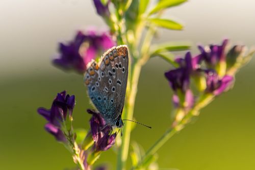 Bläuling in den Weinbergen oberhalb von Wolfsheim