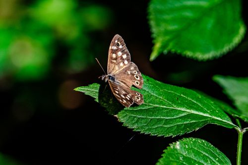 Waldspielbrett in der Weinlage Sankt Johanner Geyersberg