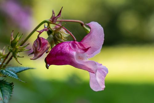 Springkraut im Wiesbachtal bei Nieder-Wiesen