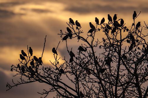 Stare in der Abenddämmerung auf ihrem Schlafbaum in der Weinlage Jugenheimer Goldberg