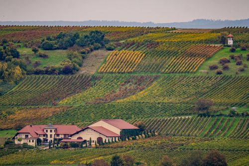 Blick auf das Weingut Diehl-Blees und den Weinbergsturm bei Jugenheim