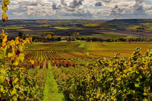 Ausblick von der Weinlage Stadecker Tempelchen ins Selztal
