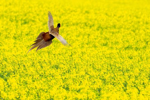 Aus dem blühenden Raps auffliegender Jagdfasan bei Stadecken-Elsheim