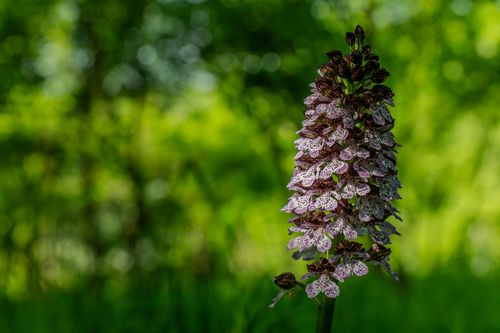 Großes Knabenkraut am Waldrand bei Jugenheim