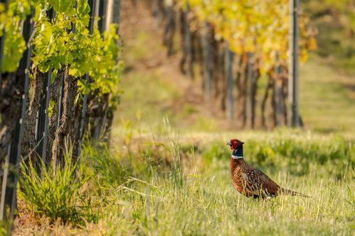 Jagdfassan im Abendlicht zwischen den Weinreben bei Jugenheim