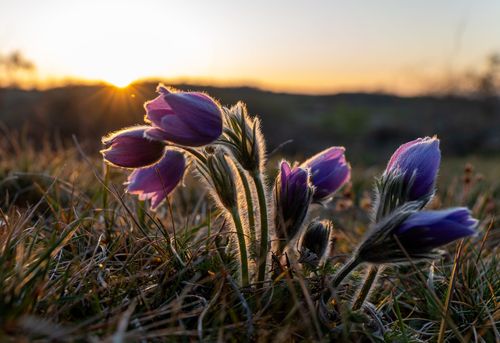 Küchenschellen in der Abendsonne im Landschaftsschutzgebiet Höll-Martinsberg bei Siefersheim