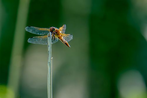 Spitzenfleck auf einem Schilfhalm an der Selz im Hahnheimer Bruch