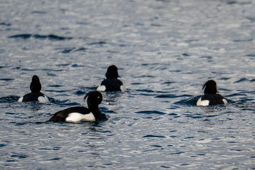 Reiherenten auf dem Durchzug am Altrheinsee bei Eich