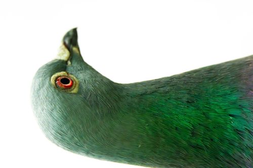 Ringeltaube am Altrheinsee bei Eich