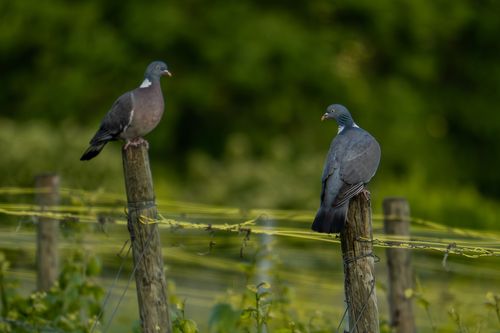 Ringeltauben in den Weinbergen von Jugenheim
