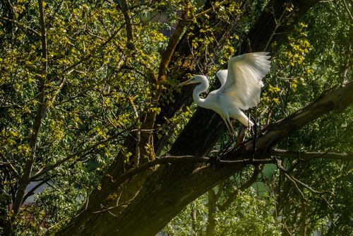 Silberreiher im Landschaftsschutzgebiet An der Lausau im Selztal bei Sörgenloch