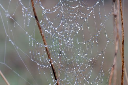 Spinnennetz mit Morgentau am Selzufer bei Nieder-Olm