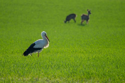 Storch und Rehe in den Feldern am Rheinufer bei Hamm