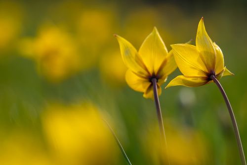 Wildtulpen auf dem Lieberg bei Gau-Odernheim
